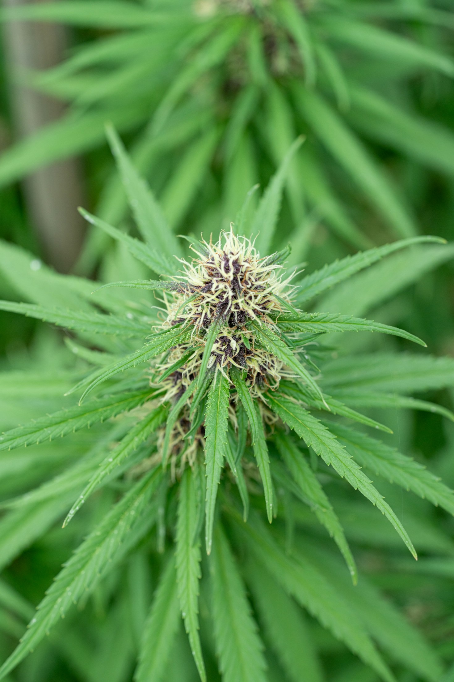 How Medical Cannabis Changed My Life