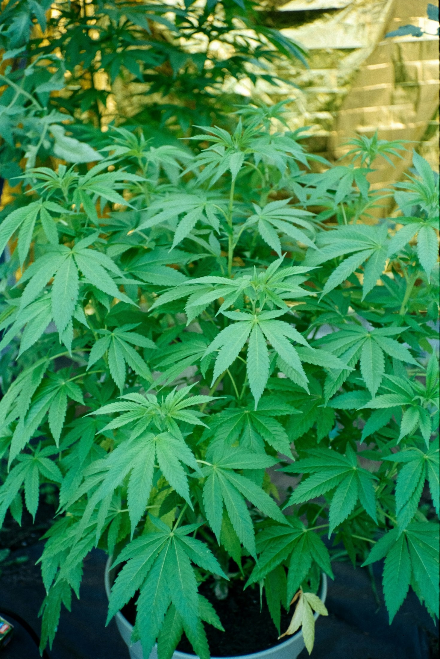 Top 5 Cannabis Strains for Pain Relief