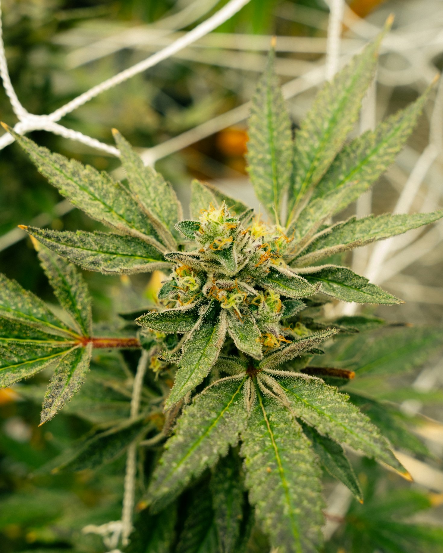 Understanding the Effects of Different Strains