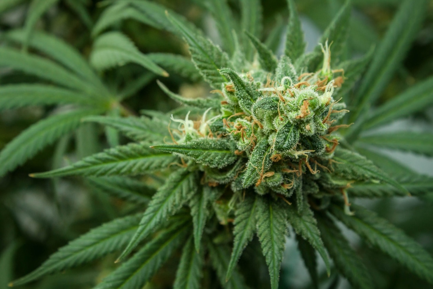 The Science Behind Medical Cannabis Strains